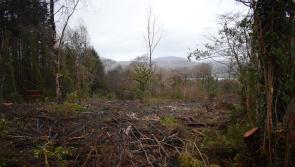 Tree felling at Ardnamona Nature Reserve necessary for conservation, says NPWS