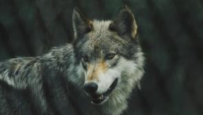 Reintroduction  of wolves &lsquo;like a Little Red Riding Hood story&rsquo; says Tipperary councillor