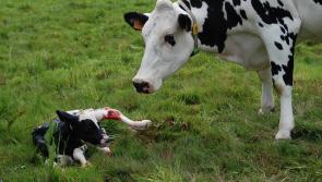 Farm inspection campaign in Laois to check on safety
