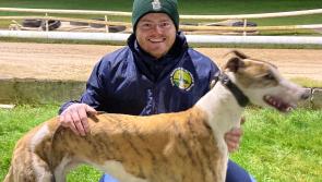 Kildare: Cathal best for Marcella at Newbridge Dogs