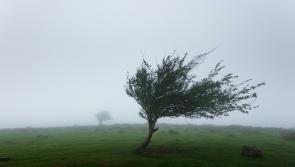 Yellow warning in place for Waterford as Storm Jocelyn makes presence known 