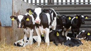 Dairy calf to beef system has to incentivise farmers - IFA
