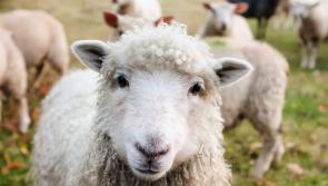Speed ‘killing sheep’ at Kildare school  
