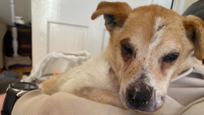 APPEAL: Deaf and blind elderly dog found in ‘terrible’ condition needs end-of-life home