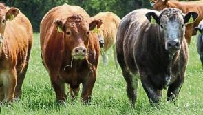 Return to Chinese market for Irish beef exports welcomed by farming organisations