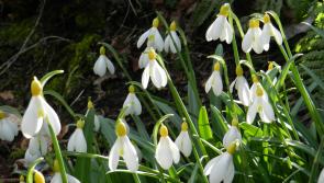 Kilkenny garden lovers invited to Snowdrop Month in Carlow