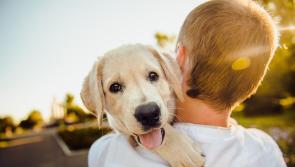 Veterinary hospital proposed for site in South Kildare