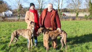 Clonmel will be the mecca for coursing followers from all over the country this weekend 