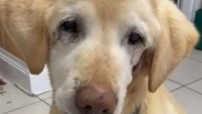 Waterford SPCA 'urgently' seeking foster home for elderly labrador with heart condition