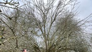 George Cunningham and Paul Smyth help Bellefield in Shinrone to blossom