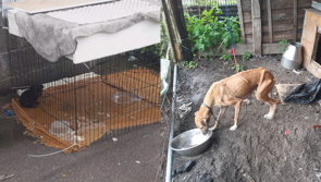 Starving dogs rescued in Laois in filthy conditions