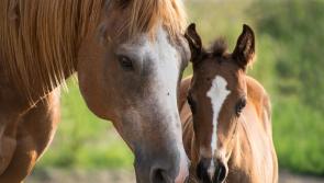 BREAKING: Planning lodged for substantial equestrian development in Tipperary 