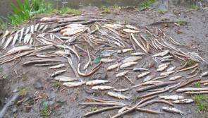 Uisce Eireann fined over sludge discharge that 'wiped out' all fish life on Clare river