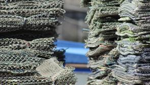 Loughs Agency extends the closure of the Foyle native oyster fishery