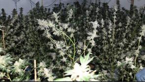Breaking news: Major cannabis growhouse uncovered in Donegal Town