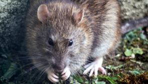 OTD: 'Fear' as children suffering due to plague of rats in Kilkenny