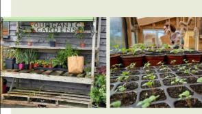 Spring into action and learn to grow your own food at women's gardening course