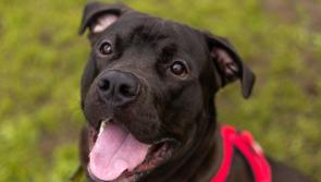 Kilkenny dogs set to compete for winners tag in upcoming competition 