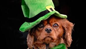 Do you know the owner of the doggie in the window  in Donegal on St Patrick's Day?