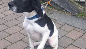 Puppy found in Longford town