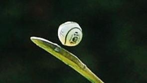 Kildare minor hurling team announced