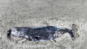 Glencolmcille whale - plans in place to remove the whale  from An Tra Mhór