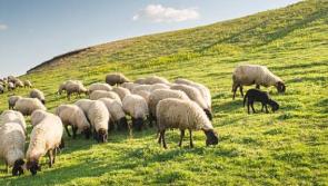 Seven in-lamb ewes were &lsquo;in fact lost and not stolen as previously thought&rsquo;
