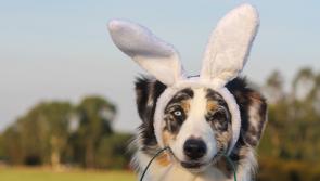 EVENT: KWWSPCA hosting family-friendly egg hunt and dog walk to mark Easter 2024