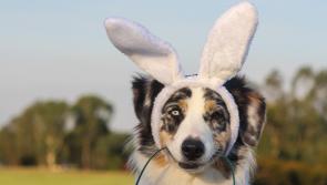 EVENT: KWWSPCA hosting family-friendly egg hunt and dog walk to mark Easter 2024