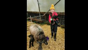 Longford ewe owner delighted with arrival of three baby lambs 