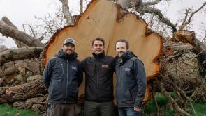 Louth based distillery to turn storm-felled oak into rare whiskey casks