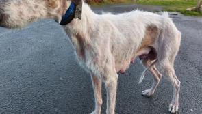 Laois husband and wife disqualified from owning dogs 