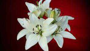 Death Notices for Laois - Friday, August 15 