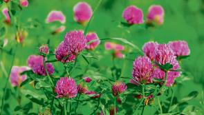 Longford Farming: Growing Red Clover to reduce costs and improve sustainability