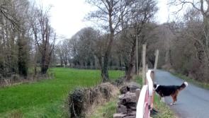 Kildare County Council says that repairs for damaged bridge will go out to tender soon