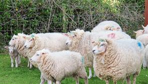 Longford Farming: Opening of new €8/ewe scheme important for sheep farmers