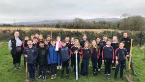 Trees planted as part of a biodiversity project at Ballylooby National School