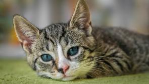 ‘Angry is an understatement’ after cat shot with a pellet gun in Donegal 