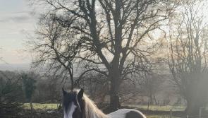 Can you help find Holly? - Kilkenny Live