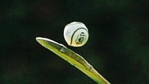 Christy Ring Cup: Kildare team named for clash with Wicklow