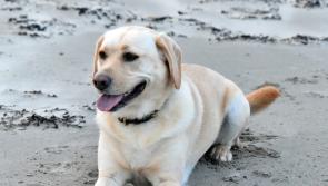 In pictures: Spotlight on pets from all over Donegal