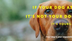 Louth County Council launch responsible dog ownership appeal