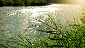More support needed to maintain Thurles river walk