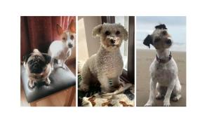 PICTURES: Tipperary people share their favourite pics of their precious pets!