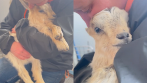 WATCH: 'Starving' baby goat found dumped in Kildare garden
