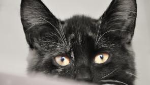 Laois SPCA launch fundraiser for neutering stray cats