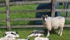 Louth dog attack results in the  death of lambs