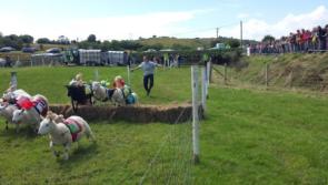 The Leghowney Sheep Races coming to a field near ewe!
