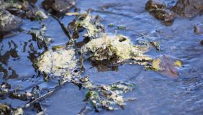 EPA says yellow substance on water at Mountcharles is not dangerous

