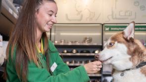 Portlaoise has 'great retail offering' - new Laois jobs as big pet care service confirms opening